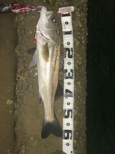 シーバスの釣果