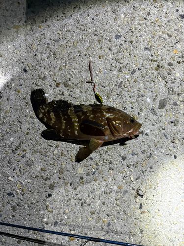 キジハタの釣果