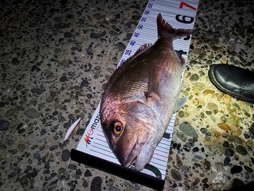 マダイの釣果