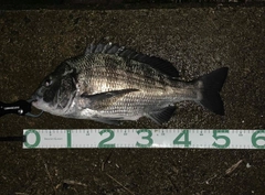 クロダイの釣果