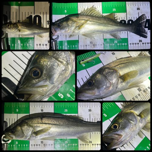シーバスの釣果