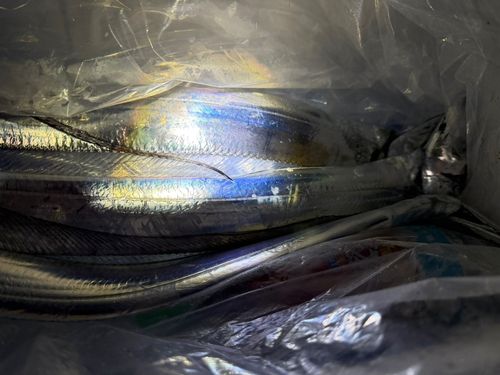タチウオの釣果