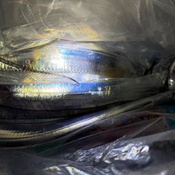 タチウオ