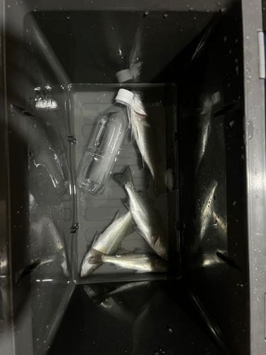 セイゴ（マルスズキ）の釣果