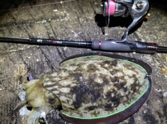 コウイカの釣果