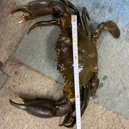 ノコギリガザミ