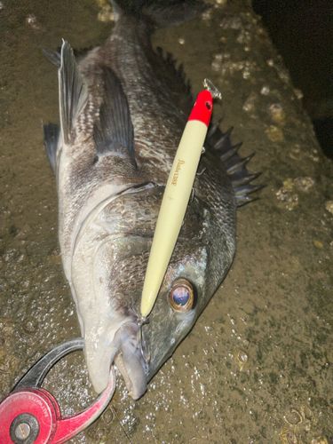 チヌの釣果
