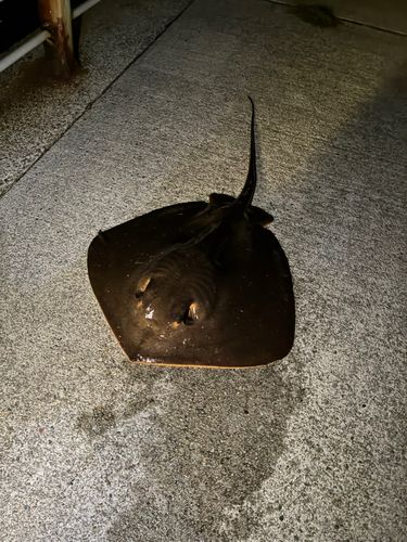 エイの釣果