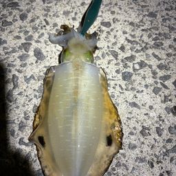 アオリイカ