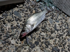 セイゴ（ヒラスズキ）の釣果