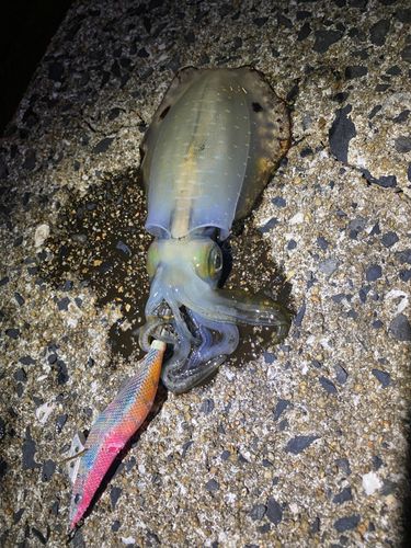 アオリイカの釣果