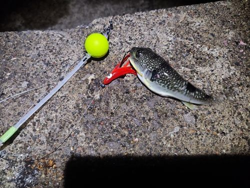 フグの釣果