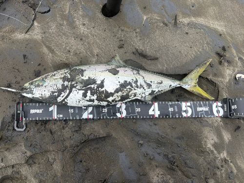 三陸海岸（青森）