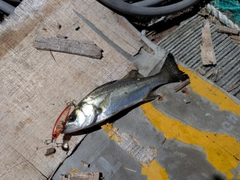 セイゴ（マルスズキ）の釣果