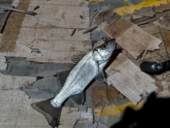 セイゴ（ヒラスズキ）の釣果