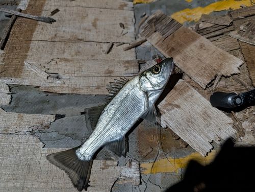 セイゴ（ヒラスズキ）の釣果