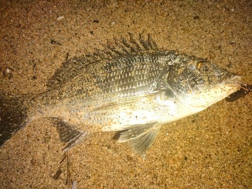 チヌの釣果