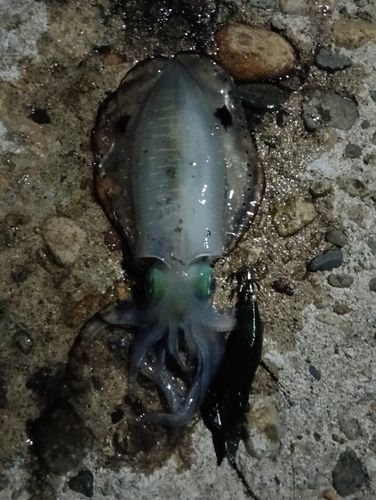 アオリイカの釣果