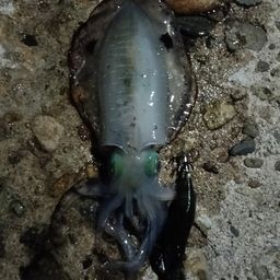 アオリイカ