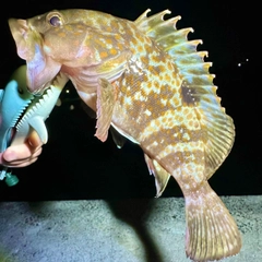 キジハタの釣果
