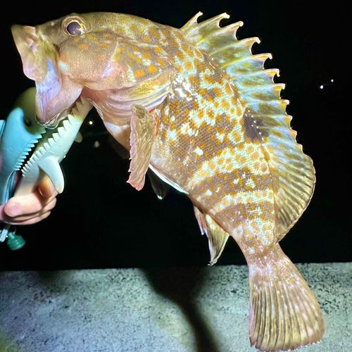 キジハタの釣果