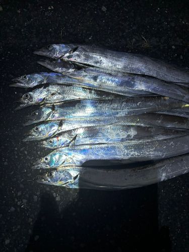 タチウオの釣果