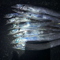 タチウオ