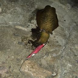 アオリイカ
