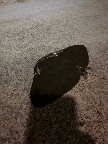 エイの釣果