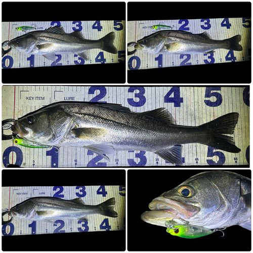 シーバスの釣果