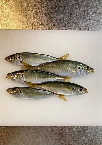 オリジナルメーカー海釣り公園