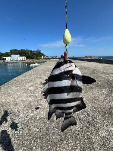 イシダイの釣果