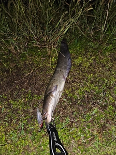 ニホンナマズの釣果