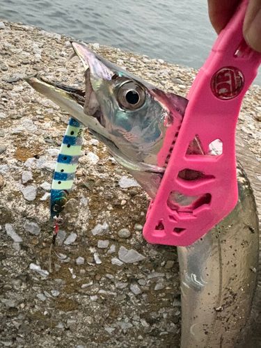 タチウオの釣果