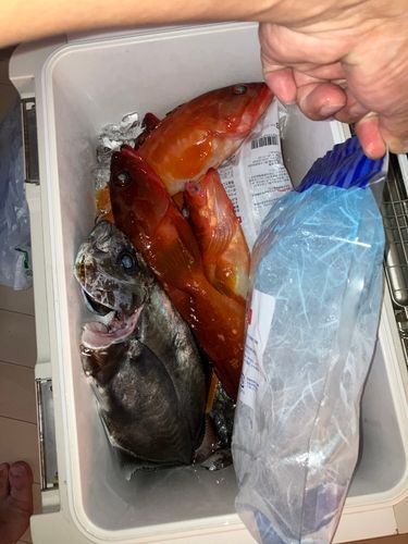 オキアジの釣果