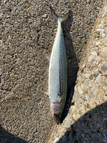 サゴシの釣果