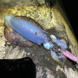 アオリイカ