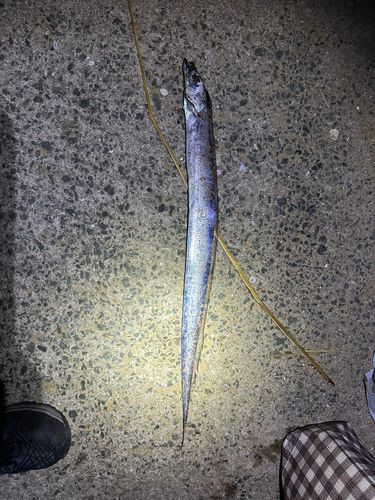 タチウオの釣果