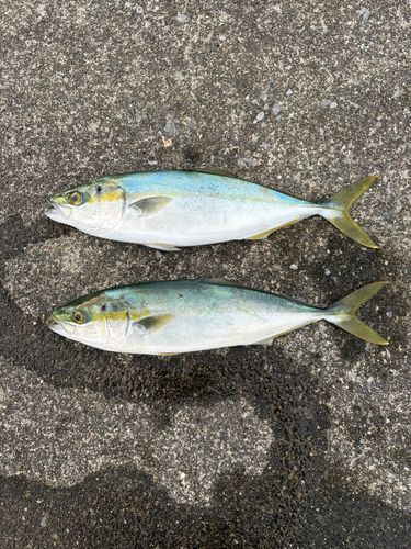 ワカシの釣果