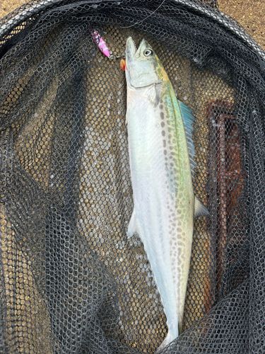 サゴシの釣果
