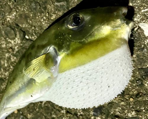 マサバの釣果