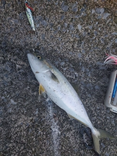 フクラギの釣果