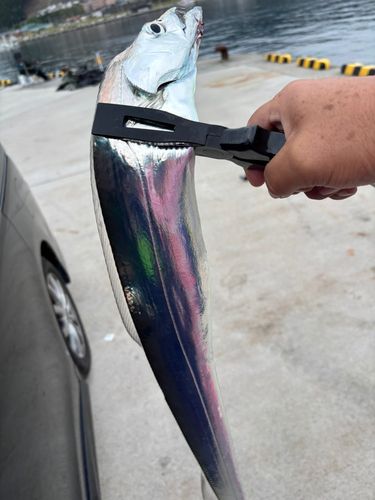 タチウオの釣果