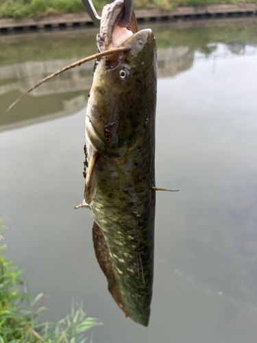ナマズの釣果