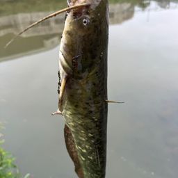 ナマズ