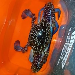 ガザミ