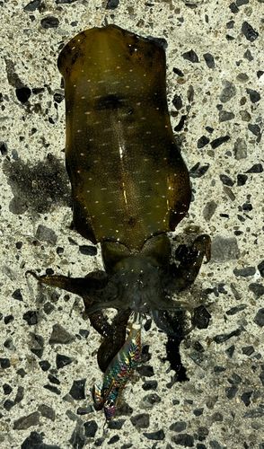 アオリイカの釣果