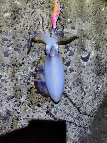 アメリカザリガニの釣果