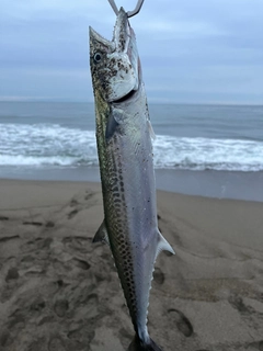 サゴシの釣果