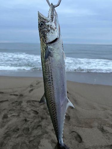 サゴシの釣果